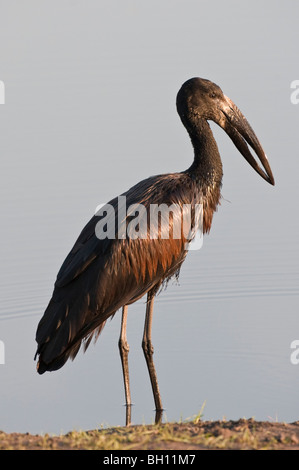 Porträt einer Openbill Storch im südlichen Afrika. Das Foto wurde in Botswanas Chobe National Park. Stockfoto
