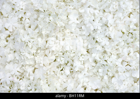 Guelder Rose Blüten - Hintergrund Stockfoto