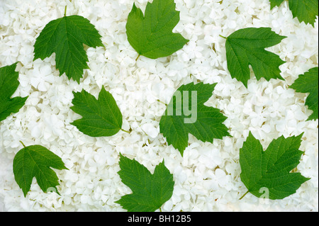 Guelder Rose Blüten und Blätter - Hintergrund Stockfoto