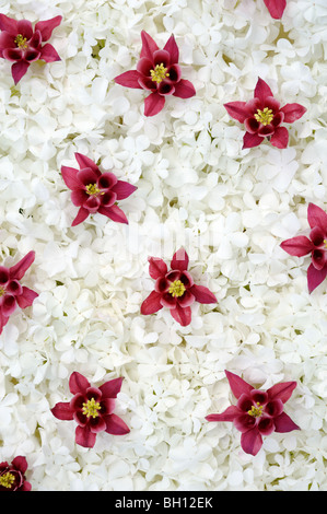 Guelder Rose und Akelei blüht - Hintergrund Stockfoto