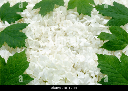 Guelder Rose Blüten und Blätter - frame Stockfoto