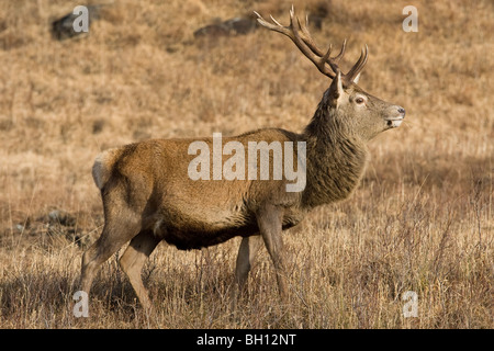 Rothirsch Cervus Elaphus Erwachsenen Hirsch Weiden auf moorland Stockfoto