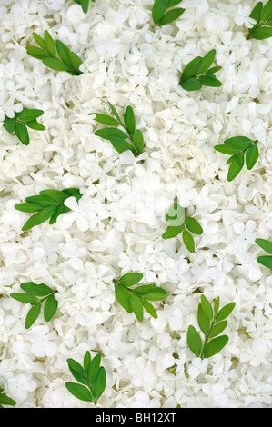 Guelder Rose Blüten und Myrte leaves - Hintergrund Stockfoto