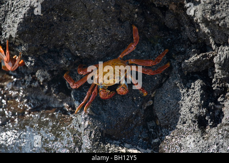 Sally lightfoot Krabben auf Lava, Galapagos-Inseln Stockfoto