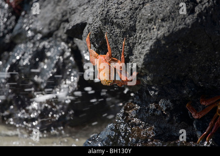 Sally lightfoot Krabben auf Lava, Galapagos-Inseln Stockfoto