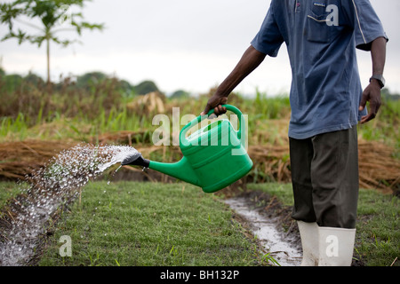 Farmer in Afrika auf seinem Hof Zwiebel Stockfoto