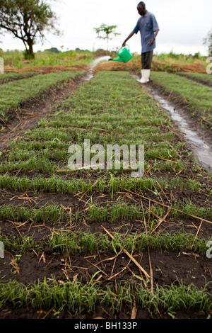 Farmer in Afrika auf seinem Hof Zwiebel Stockfoto