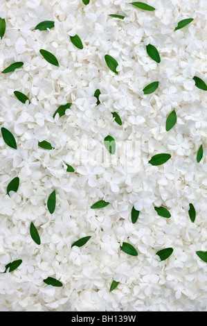 Guelder Rose Blüten und Myrte leaves - Hintergrund Stockfoto