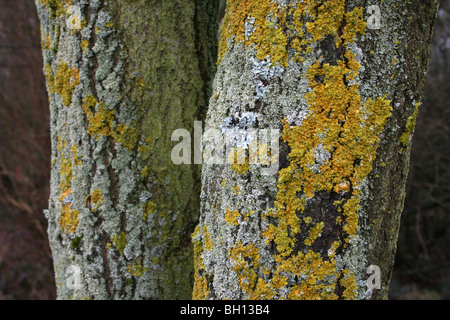 Gelbe Flechte Xanthoria Parietina abdecken Tree Trunks in Pennington Flash CP, Gtr Manchester, UK Stockfoto