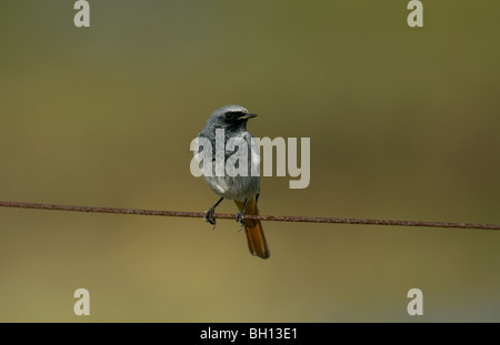 Black Redstart männlich Stockfoto