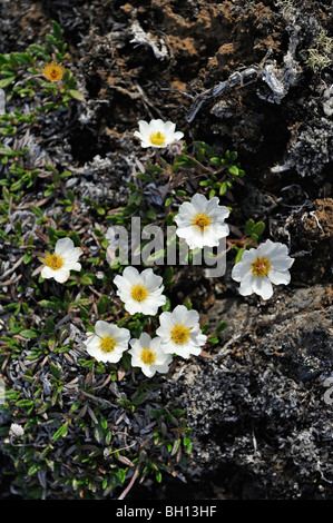 Die Wildblumen Mountain Avens wächst unter den Lavafelsen am Mývatn in Nordisland Stockfoto