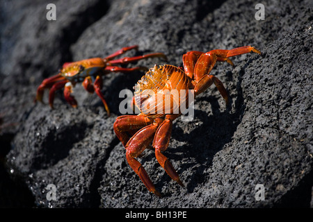 Sally lightfoot Krabben auf Lava, Galapagos-Inseln Stockfoto