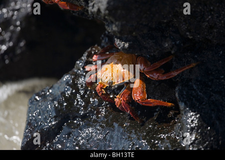 Sally lightfoot Krabben auf Lava, Galapagos-Inseln Stockfoto