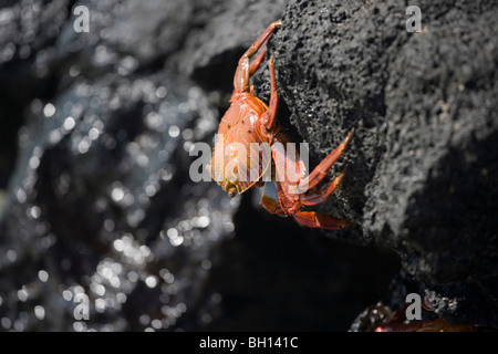 Sally lightfoot Krabben auf Lava, Galapagos-Inseln Stockfoto