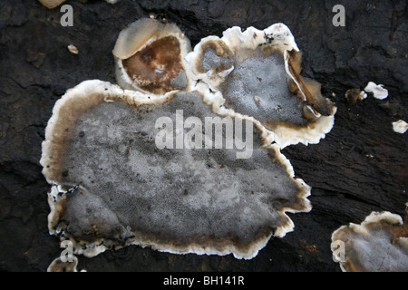 Smoky Halterung Bjerkandera adusta resupinate Form an der Pennington Flash CP, Gtr Manchester, Großbritannien Stockfoto