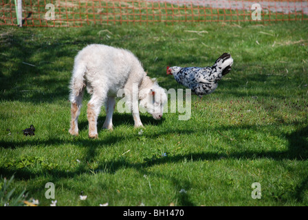 Lamm und Huhn Stockfoto