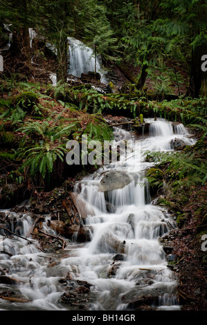 Bridal Creek macht Weg in Cheam Lake Regional Park in British Columbia, Kanada. Gespeist aus Bridal Falls im Park in der Nähe. Stockfoto