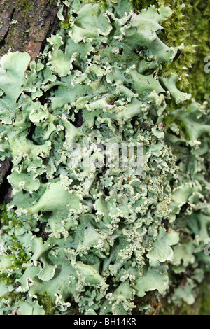 Foliose Flechten Flavoparmelia Caperata im Detail an Pennington Flash CP, Gtr Manchester, UK Stockfoto