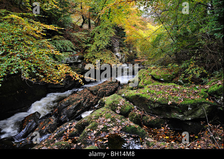 Eine Seite-die River Dochart fließt unter Rotbuchen in Herbstfarben in der Nähe von Killin, Perthshire, Schottland, UK Stockfoto