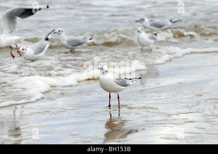 Mews an Ostsee, Swinoujscie, Polen. Es ist wohl üblich Lachmöwe - Chroicocephalus Ridibundus am Gefieder ruhen Stockfoto