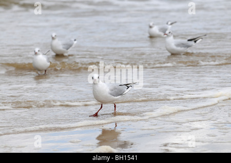 Mews an Ostsee, Swinoujscie, Polen. Es ist wohl üblich Lachmöwe - Chroicocephalus Ridibundus am Gefieder ruhen Stockfoto