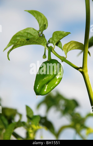 Chili-Pfeffer, Scotch bonnet Stockfoto