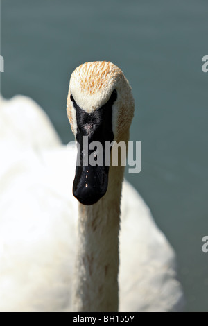 Trompeter Schwan (Cygnus Buccinator) Stockfoto