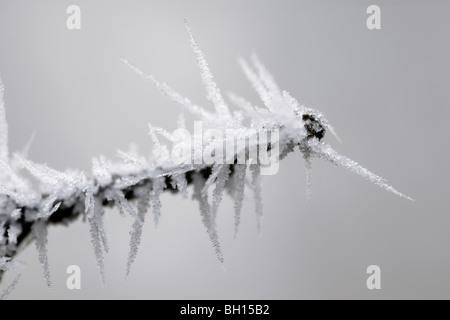 Winterliche Szene ziemlich stachelig Raureif auf einer gefrorenen Zweigwerk Eiskristalle zeigt hautnah Stockfoto