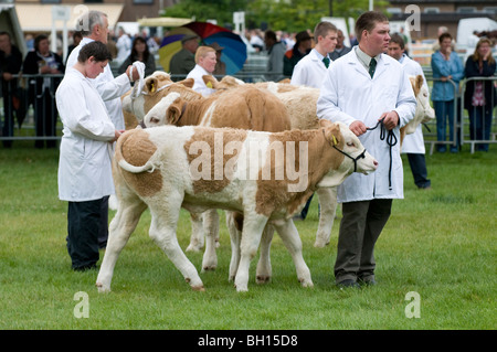 Kälber-Parade vor den Richtern bei der letzte königliche zeigen Agricultural show im Stoneleigh Park in Warwickshire Stockfoto