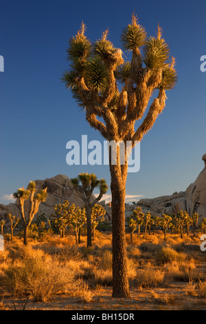 Joshua Tree Nationalpark, Kalifornien. Stockfoto
