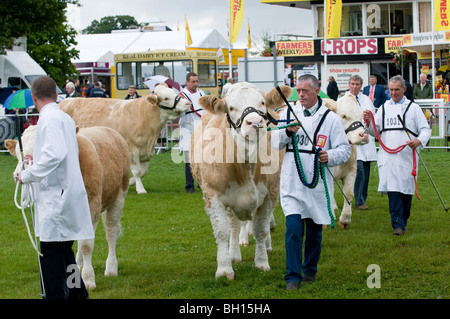 Preis gewinnende Rinder Line-up für die Richter bei der letzten jemals Royal zeigen Agricultural show im Stoneleigh Park in Warwickshire Stockfoto