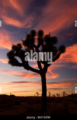 Joshua Tree in Joshua Tree Nationalpark, Kalifornien. Stockfoto