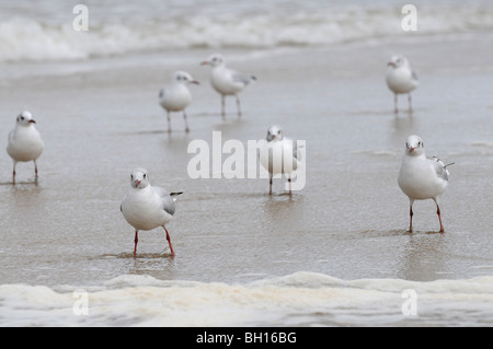 Mews an Ostsee, Swinoujscie, Polen. Es ist wohl üblich Lachmöwe - Chroicocephalus Ridibundus am Gefieder ruhen Stockfoto