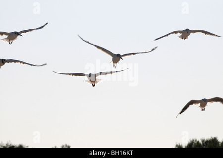 Mews an Ostsee, Swinoujscie, Polen Stockfoto