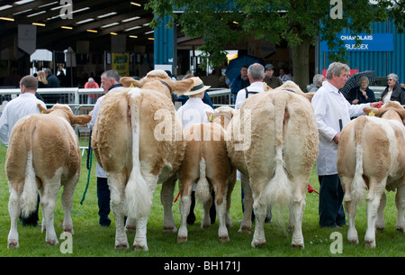 Preis gewinnende Rinder Line-up für die Richter bei der letzten jemals Royal zeigen Agricultural show im Stoneleigh Park in Warwickshire Stockfoto