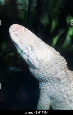 Seltenen Albino Alligator Alligator mississippiensis Stockfoto