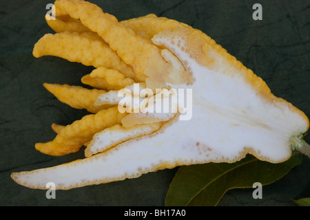 Buddhas Hand, essbare Früchte Stockfoto