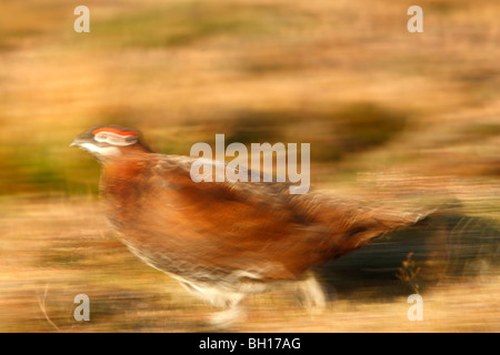 Moorschneehuhn (Lagopus Lagopus Scotticus) laufen zeigen Bewegung in North York Moors NP Stockfoto