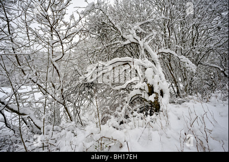 Tief verschneite Büsche und Bäume in einem Park Stockfoto