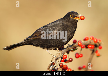 Amsel (Turdus Merula) männlichen Zweig mit roten Beeren im Schnabel gehockt Stockfoto