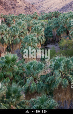 Palm Canyon, Teil der Indian Canyons der Agua Caliente Indian Reservation, in der Nähe von Palm Springs, Kalifornien. Stockfoto