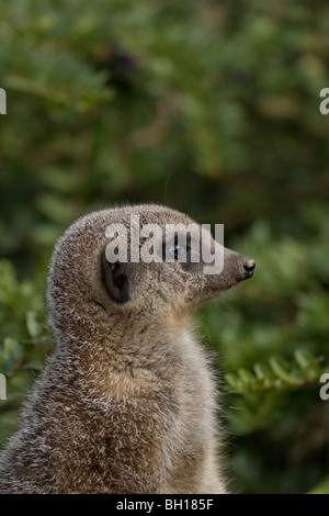 Porträt von ein Erdmännchen in Gefangenschaft Stockfoto