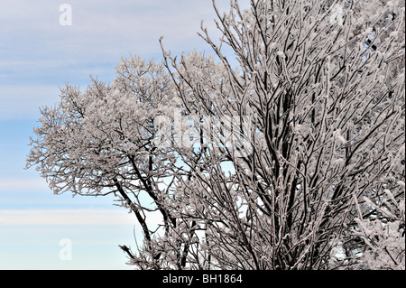 Detail der stark mattierte Birke auf Rannoch Moor unter eine blasse Winterhimmel, Schottisches Hochland-UK Stockfoto