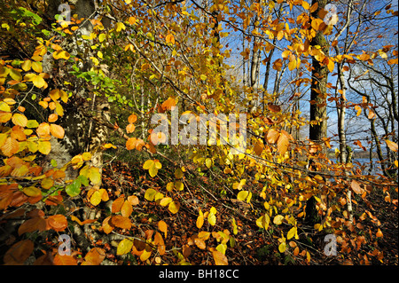 Lebendige Herbstlaub auf Buche Bäume am Ufer des Loch Tay in der Nähe von Killin in Perthshire, Schottland, Großbritannien Stockfoto