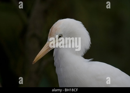 Kuhreiher in Gefangenschaft Stockfoto