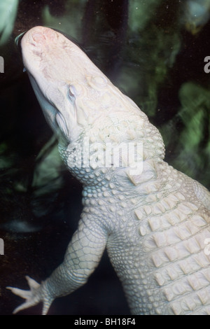 Seltenen Albino Alligator Alligator mississippiensis Stockfoto