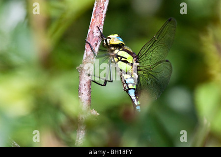 Aeshna cyanea Southern Hawker - Stockfoto