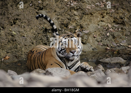Erwachsene männliche Tiger Kühlung wachsamen Blick in ein Wasserloch. (Panthera Tigris) Stockfoto