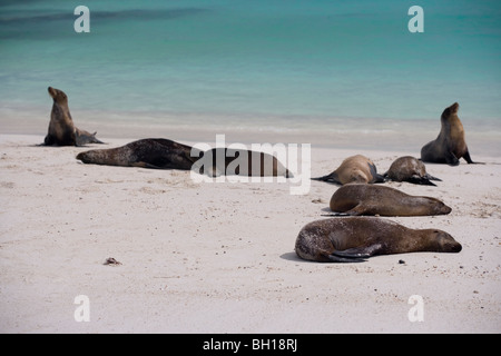 Galapagos Seelöwen am Strand auf den Galapagos-Inseln Stockfoto