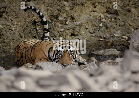 Erwachsene männliche Tiger in eine entspannte Stimmung und wachsam beim Abkühlen in einem Wasserloch suchen. (Panthera Tigris) Stockfoto